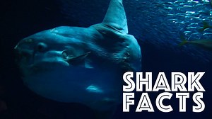 13K views · 379 reactions | 5 facts about sharks you probably didn't know | Voice of America | Facebook
