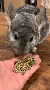 19K views · 2.1K reactions | Did you ever expect a neglected chinchilla forced to live in a filthy cage to eat from a human’s hand? After being rescued from a terrible breeding mill, she now lives with a family who loves and feeds her 殺 | PETA (People for the Ethical Treatment of Animals) | Facebook