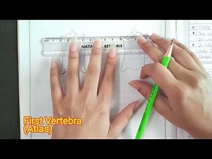 Diagrams Of Frog Vertebrae | Zoology Practical | Vertebral Column Of Frog | First Typical Urostyle..