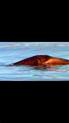 The Mystery of Lake Van’s Monster 🐉