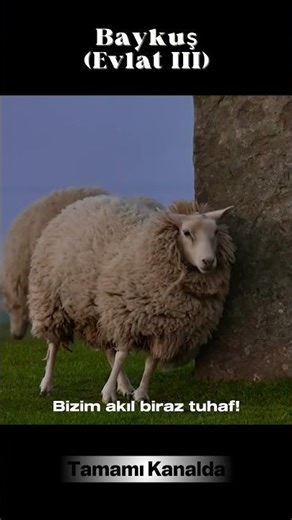 'Baykuş (Evlat III)' | Şarkı Sözleriyle (Official Lyric Video) #Music #NewMusic #TürkçeŞarkı