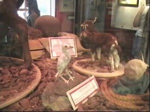 Ripley's Believe it or Not Museum - Gatlinburg, Tennessee