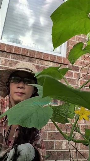 How I Prune and Train My Cucumber Vines #harmoncrafthome #garden #cucumber