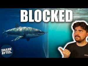 The Weird Ocean Barriers Sharks Refuse To Cross
