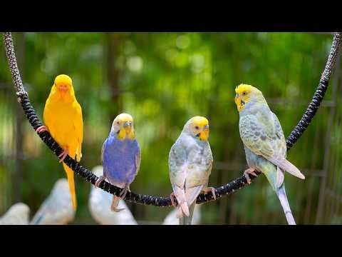 Most Beautiful Budgie songs Ever: Budgies singing and chirping
