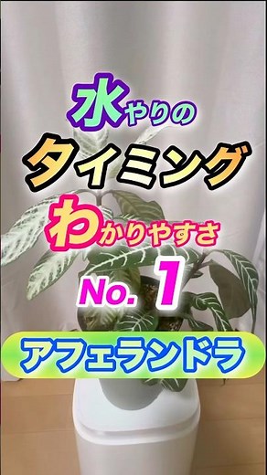 一番！【水やりのタイミングと回復力が明確】#アフェランドラ #水やり #回復力 #はっきり #最速 #明確 #観葉植物 #観葉植物初心者 #観葉植物の育て方 #ボタニカルライフ