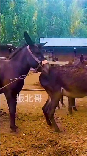 Funniest Donkey Ever Donkey Training the fun way 28