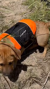 Whether you're paddle boarding, tubing or skiing out on the water, you need a PFD for safety but it's also always important to stretch first! 😂 Checkout 'Hashbrown' loving our Marlin Dog PFD Vest and doing some simple stretches before going out on the paddle board! 🐕 🦺 Thanks for the tag @hashbrown_the_long_sharpei 🐾 🧡 Do you take your dog paddle boarding? Comment photos below!! #dogpfd #pfd #lifejacket #doglifejacket #dog #puppy #watersafety #marlin #anacondastores | Anaconda Stores