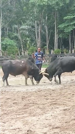 ท่านศรีหมอก #ชุดปลดหนี้ #bullfarm #animals #cow #automobile #วัวทำเงิน
