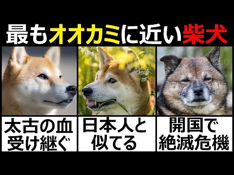 History and characteristics of the Shiba Inu