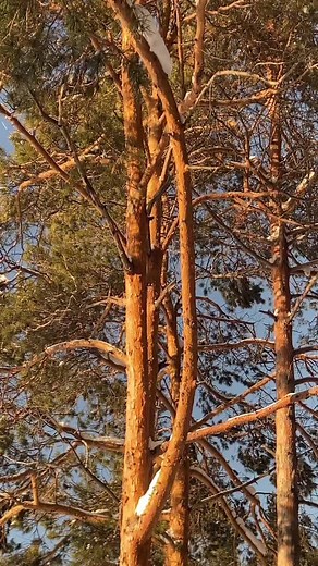 Exploring the Serene Beauty of Siberian Pine Forests