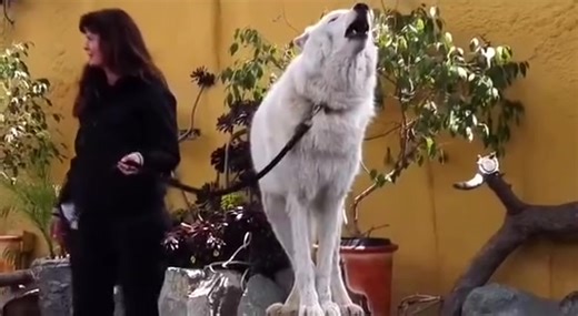 3.6K views · 31 reactions | Hey guys, I know this is completely random, but have you ever heard an Arctic wolf howl? Here it is. Warning: It's quite haunting. | Mejo Pogi | Facebook