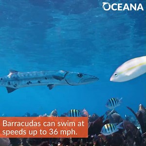 257K views · 12K reactions | FAST FISH: Barracudas can swim at speeds up to 36 miles per hour!  | Oceana | Facebook