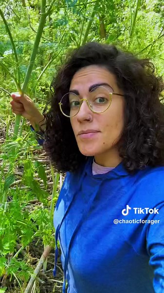 How to identify poison hemlock (Conium maculatum)! Don’t skip this one, it could save your life! The genus Apiaceae contains some of the most delicious and most highly toxic plants in the world, and the last thing you want to do is mix them up. Remember: flower umbels are rarely the best method for positively identifying a member of this genus since so many umbels can resemble one another! Always do your due diligence with comprehensive identification before eating anything! And pick up a copy o