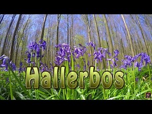 Bluebell flowers in Halle Forest, a mystical forest in Belgium.