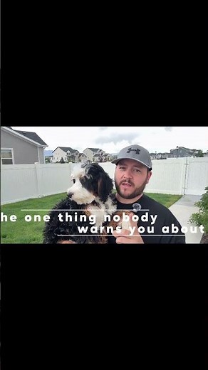 5 Reasons the Bernedoodle Mix Actually Works || Full Video Posted