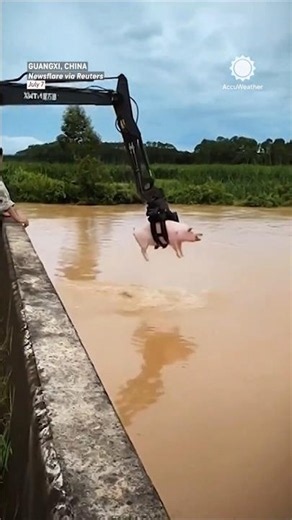 Farmers Rescue Pigs from China Flooding with Giant Claw Machine