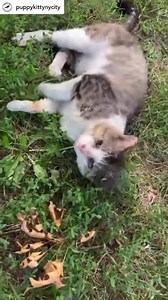 25 reactions | Posted @withregram • @puppykittynycity It’s time for...