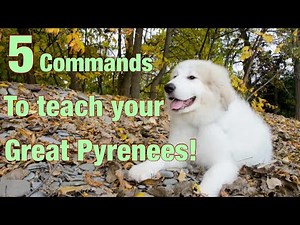 5 commands you should teach your Great Pyrenees puppy!