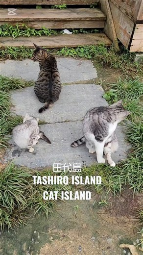 【田代島】同じタイミングでグルーミングする島猫🐈️