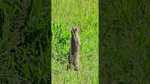 Banded Mongoose Filmed on Safari in the Maasai Mara