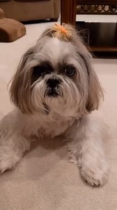 15K views · 1.7K reactions | Sawing logs? More like sawing z's!  Then I woke up in a flash!  #shihtzu #shihtzulovers #dog #doglover #dogoftheday #cutedogs #pet #doglife #cutenessoverload #shihtzulove #dogvideos #funnydogs #snoringdog | Lacey Shih Tzu | Facebook