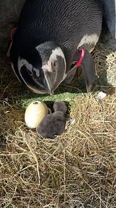 10K views · 692 reactions | 5/28 update: Unfortunately, both penguin...