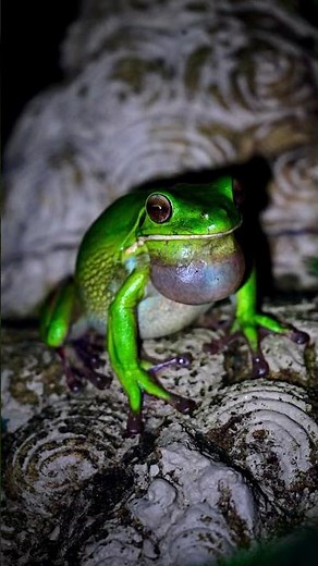 Rainforest Frog Sounds for Sleep 🐸🌿