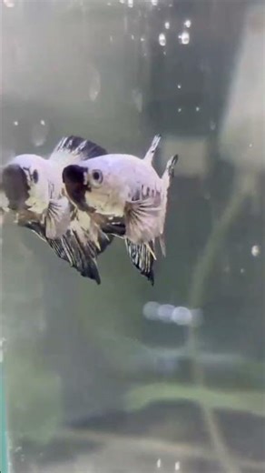 Black Samurai Betta Fish 🐟⚔️ | Ultra Rare Betta. #aquarium #blacksamuraibetta #bettafish #shorts