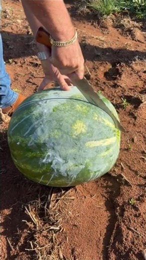 Congo Watermelon 🔪🍉🔥 +7(912)847-52-01 WA/TG