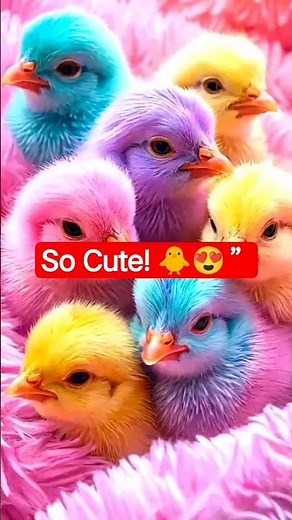Cutest chicks on internet 🐥❤️”#short #birds #adorablechicks #funnychicks#roosterfarm #youtubeshorts