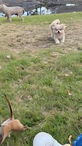 Real Good Dog Rescue on Reels