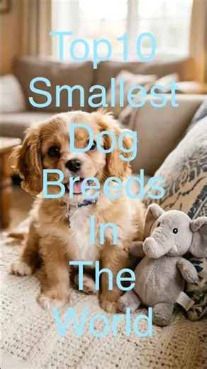 Top10 smallest dog breeds in the world #top10 #cutedog #chihuahua #dailydogs #toypoodle #toybreed