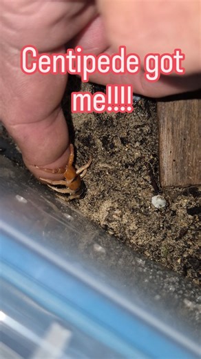 Pelfs Pets | A tail strike by the Scolopendra polymorpha 'Arizona' Centipedes use their tails for a few different things! They use them in the mating... | Instagram
