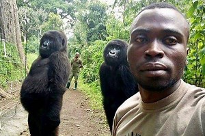 Ketika Dua Gorila Ikut Selfie Bersama Penjaga Taman Nasional | National Geographic
