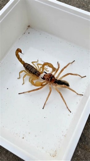 **"Scorpion fights a spider in a fast and shocking wild encounter! 🦂🕷️ Intense, realistic action — rapid and unbelievable moments captured close-up. This video is AI-generated for entertainment and educational purposes only. #ScorpionVsSpider #SpiderVsScorpion #WildlifeFight #NatureBattle #InsectFight #RealisticAction #AIVideo #AIFightScene | Insect Planet