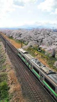 白石川堤一目千本桜 #東北本線 #宮城県柴田町