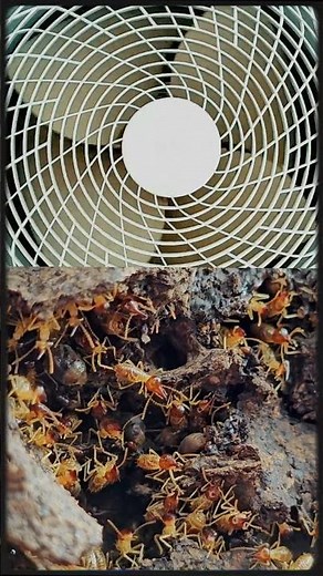 Nature vs Technology: Who Actually Wins? 🤯 | Biomimicry Secrets Revealed #4k #shorts