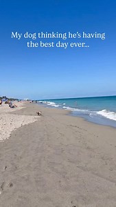 Until it’s bath time. 😑 #cavapoo #mybuddybenji #dogsofinstagram | My Buddy Benji