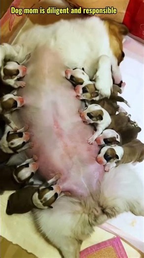 사랑스러운 강아지와 함께하는 행복한 삶 #puppy #dogshorts