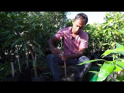 Technique de greffage. à L'anglaise simple. SCEA PEPINIERE TAILAME