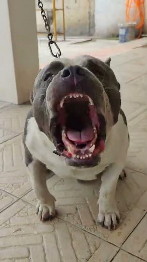 American Bully barking