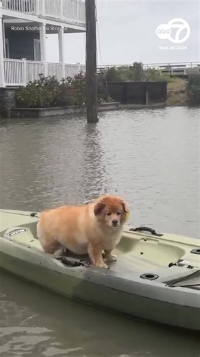 Seems like people aren't the only ones kayaking through nor'easter floodwaters. Footage filmed by Robin Shaffer shows his dog Daisy floating on a kayak through a flooded roadway in Ocean City, New Jersey.