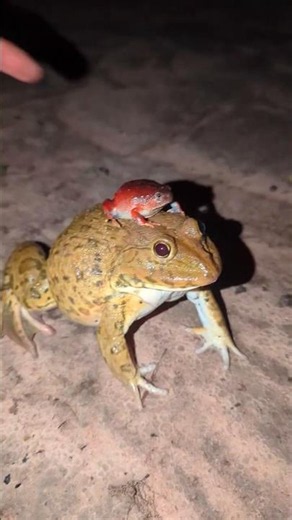 Don't touch me, funny frog | Frog screaming funny | Catch Catch Funny