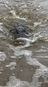 "Saltwater Crocodiles can swim incredibly fast.. even crocs like this big fella, at around 5m long and over 600kg, can hit around 28km an hour.. that’s nearly 4times faster than an Olympic swimmer. Stay back from the waters edge, legends. STAY CROCWISE 🐊 This was conducted in the Northern Territory under permit and on a licensed croc tour to demonstrate how fast they can swim." Give @wildmanadventures a follow for more ripper content! #CUintheNT | CU in the NT