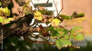 Vitis vinifera (common grape vine) is species of Vitis, native to Mediterranean region, central Europe, and southwestern Asia, from Morocco and Portugal north to southern Germany and east to Iran. Stock Video