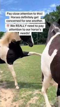❗️The day I decided to stop doing Horse Camps. We need to listen to our horses! Enough! #horse