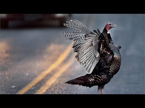 Turkeys Foraging and Walking Across Road | Wild Bird Behavior