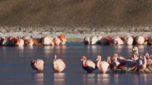 The amazing flamingos on Planet Earth II