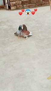 3.1M views · 40K reactions | Kabutar ki romantic scenes #viralreels #viralvideo #virals #pigeonlove | Gully Boy Birds | Facebook